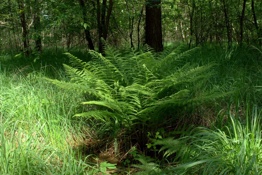 Athyrium filix-femina / Felce femmina