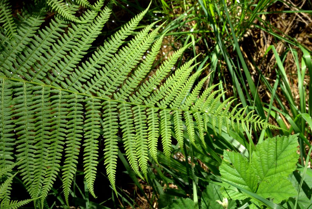 Athyrium filix-femina / Felce femmina