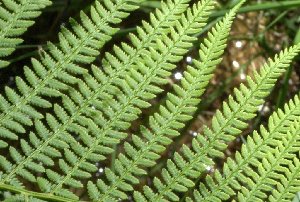 Athyrium filix-femina / Felce femmina