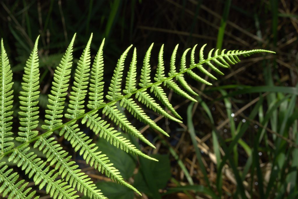 Athyrium filix-femina / Felce femmina