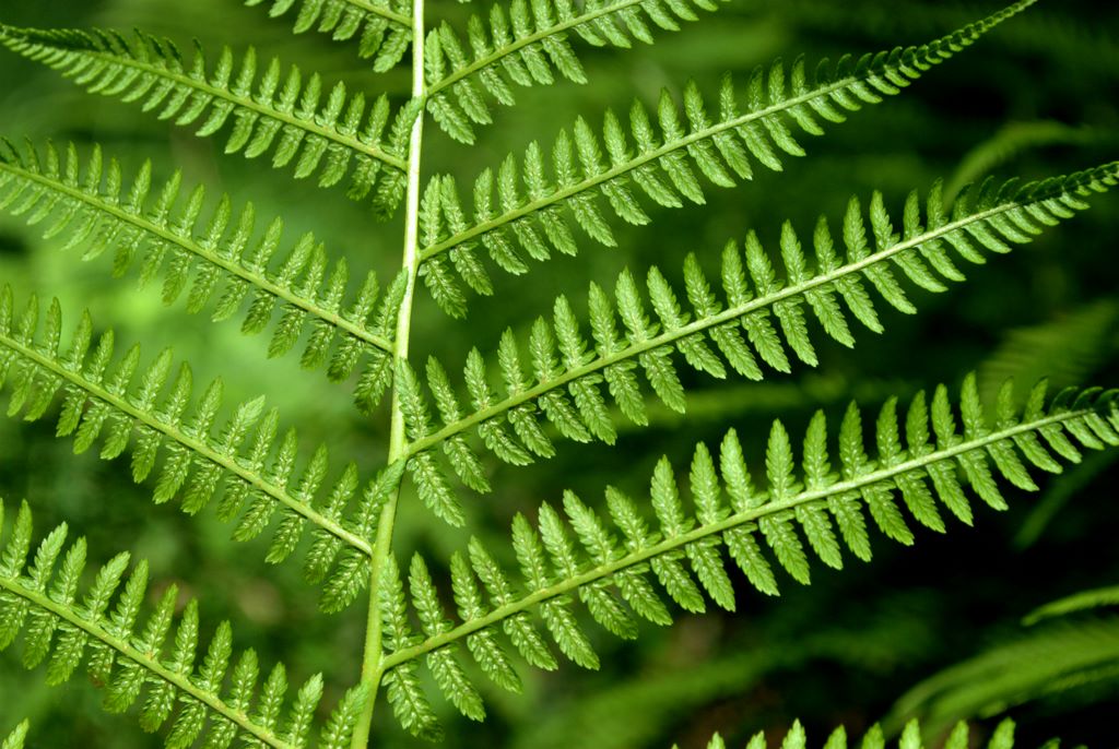 Athyrium filix-femina / Felce femmina