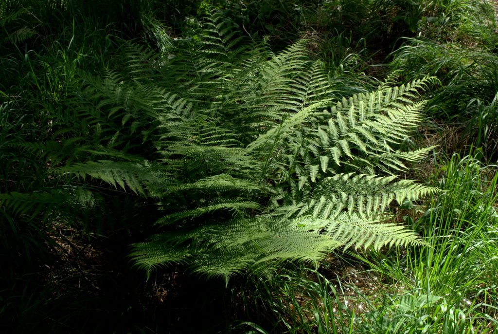 Athyrium filix-femina / Felce femmina