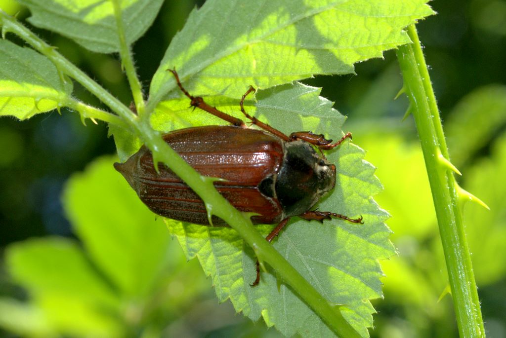 Coleottero da determinare: Melolontha melolontha