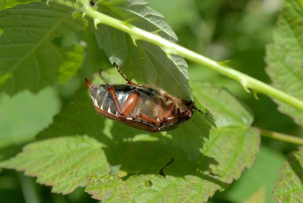 Coleottero da determinare: Melolontha melolontha