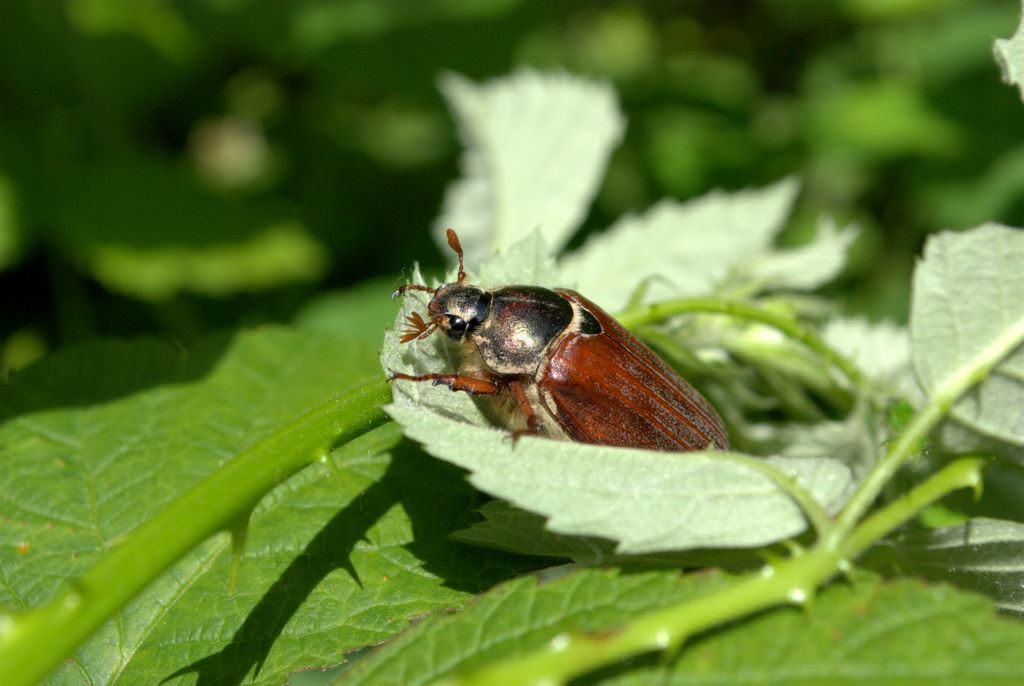 Coleottero da determinare: Melolontha melolontha