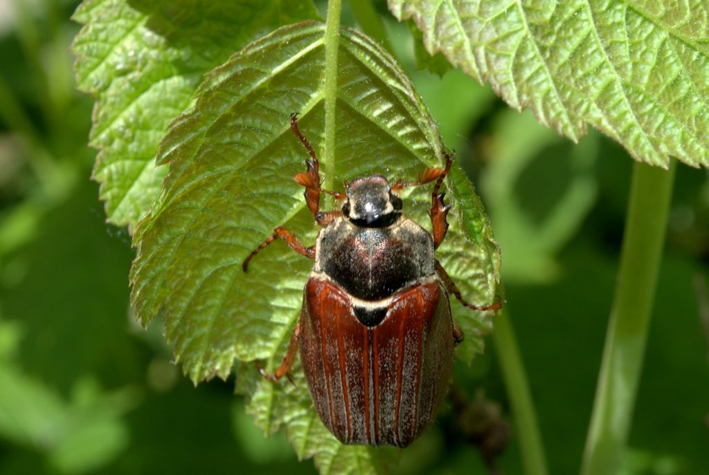 Coleottero da determinare: Melolontha melolontha