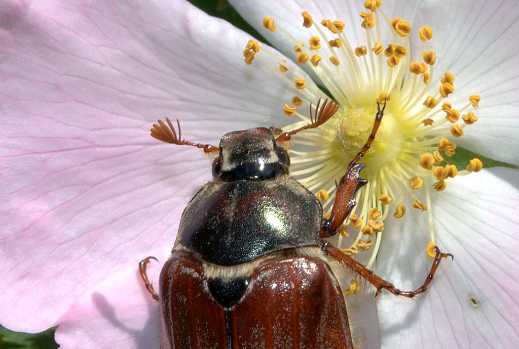 Coleottero da determinare: Melolontha melolontha