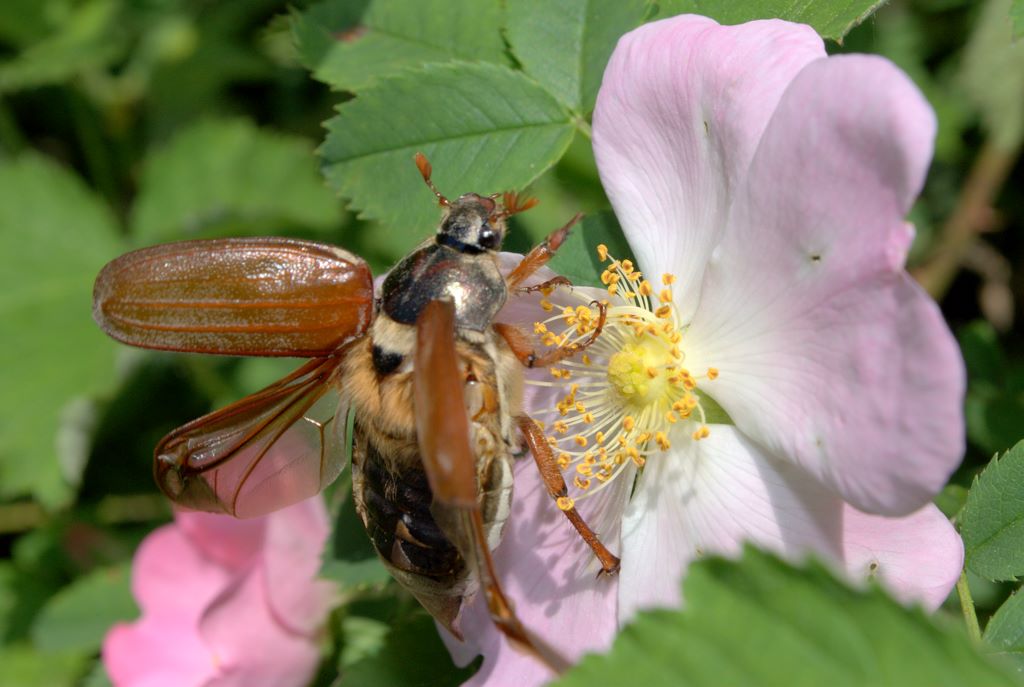 Coleottero da determinare: Melolontha melolontha