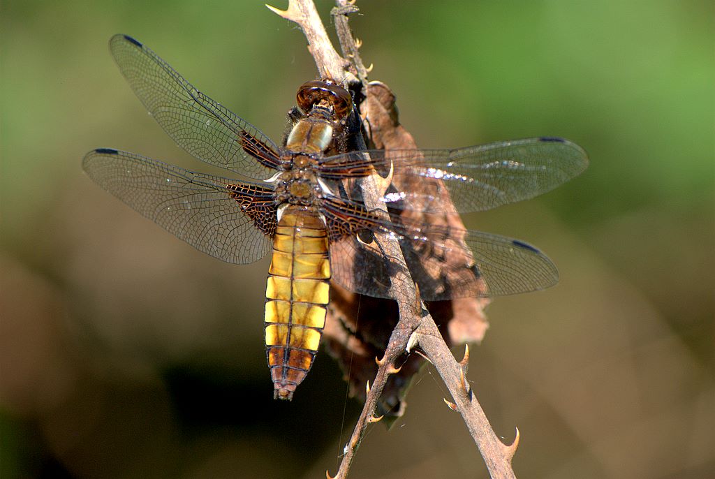 Libellula depressa
