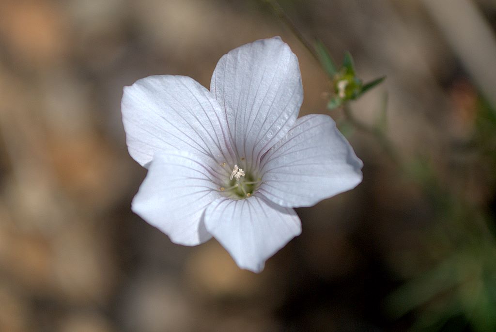 Linum tenuifolium / Lino a foglie strette