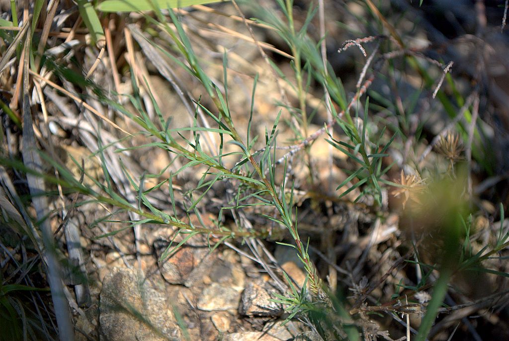 Linum tenuifolium / Lino a foglie strette