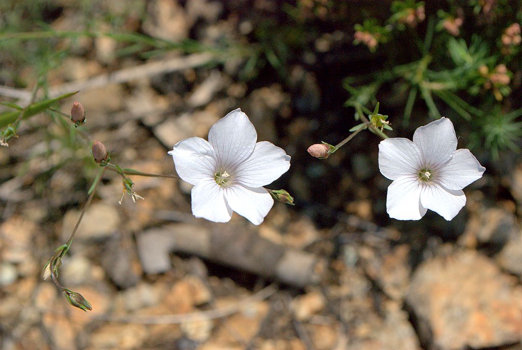 Linum tenuifolium / Lino a foglie strette