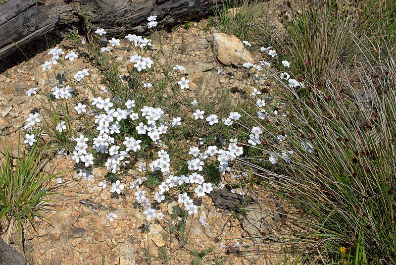 Linum tenuifolium / Lino a foglie strette