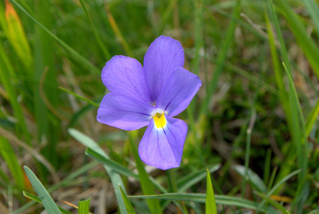 Viola bertolonii / Viola di Bertoloni