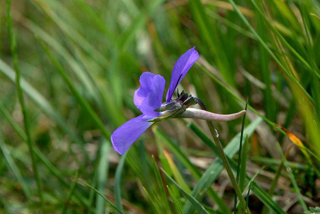 Viola bertolonii / Viola di Bertoloni