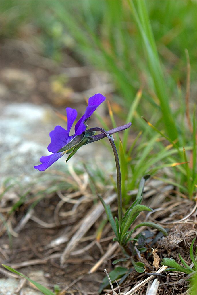 Viola bertolonii / Viola di Bertoloni