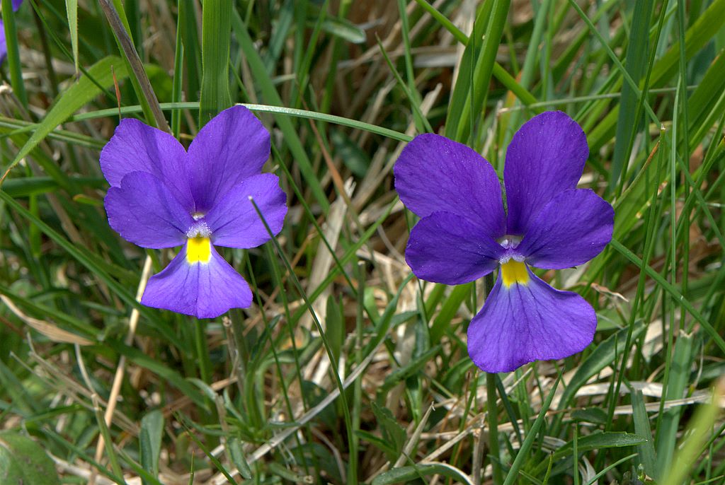 Viola bertolonii / Viola di Bertoloni