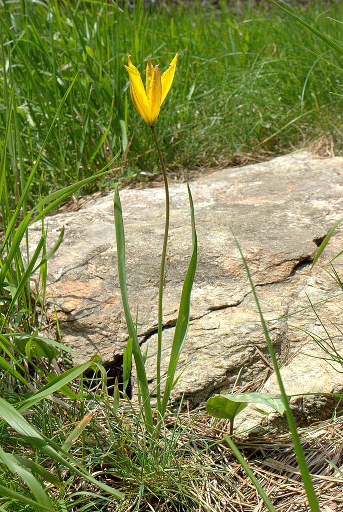 Tulipa australis / Tulipano montano