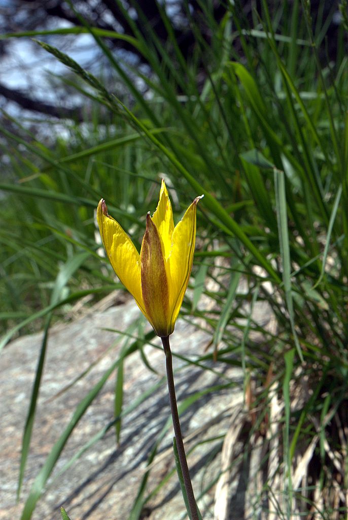 Tulipa australis / Tulipano montano
