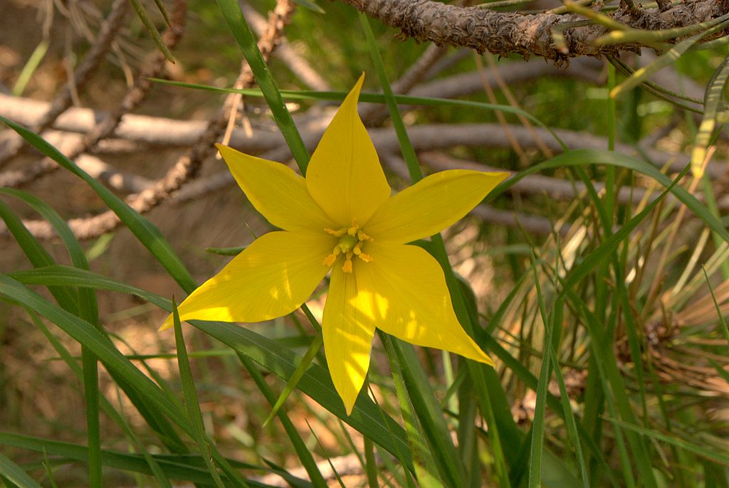 Tulipa australis / Tulipano montano