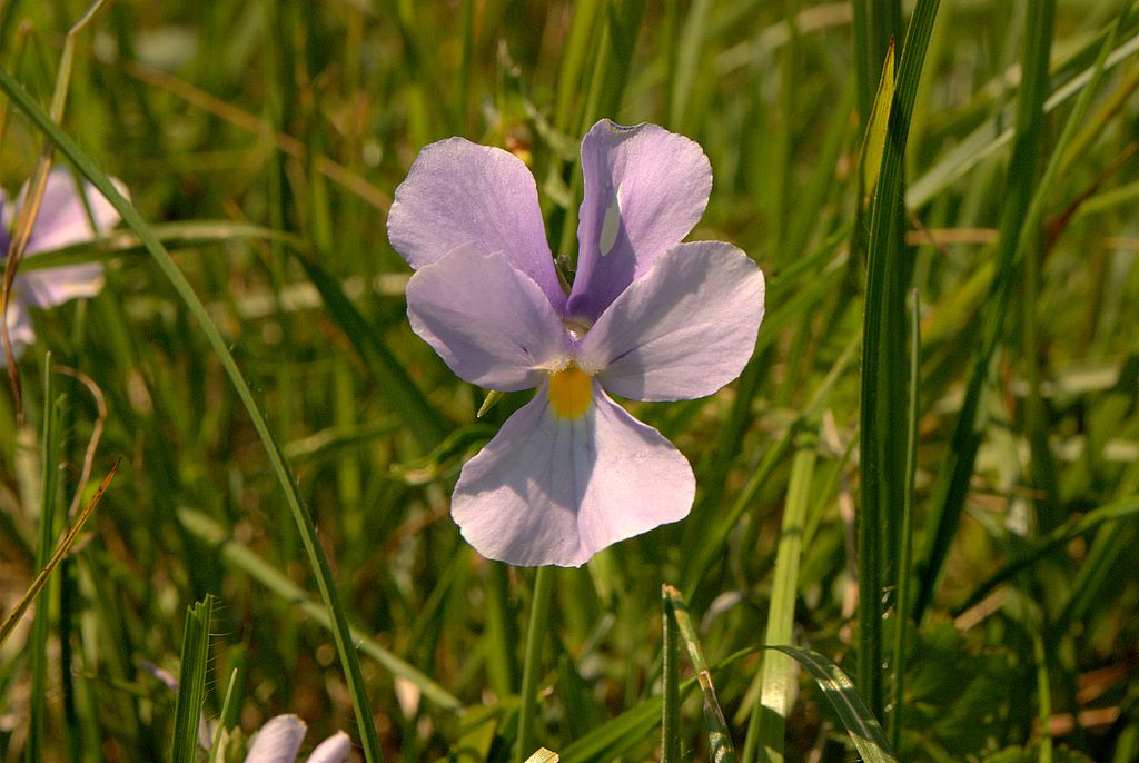 Viola bertolonii / Viola di Bertoloni