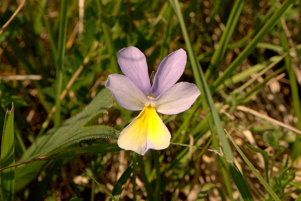 Viola bertolonii / Viola di Bertoloni