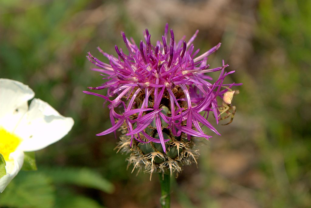 Centaurea scabiosa / Fiordaliso vedovino