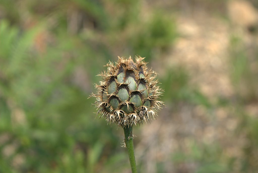 Centaurea scabiosa / Fiordaliso vedovino