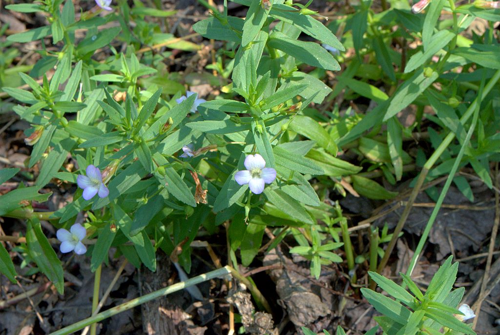 Gratiola officinalis / Gratiola, graziella
