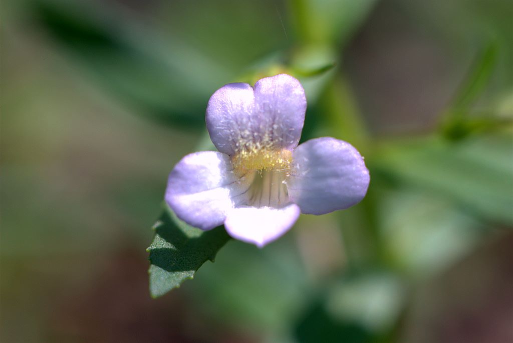 Gratiola officinalis / Gratiola, graziella