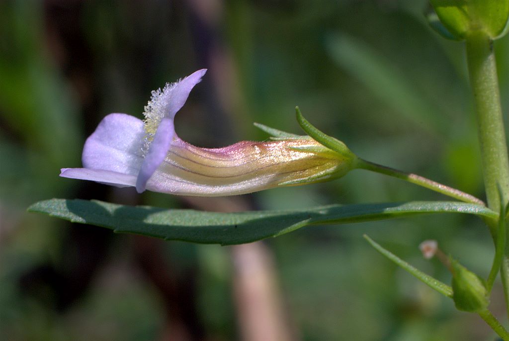 Gratiola officinalis / Gratiola, graziella