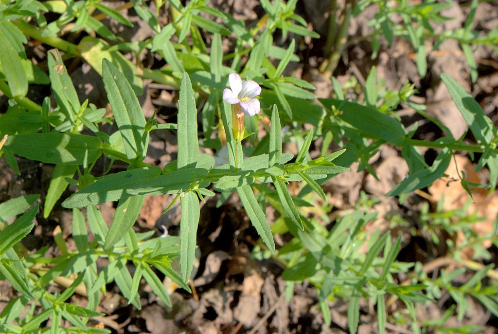 Gratiola officinalis / Gratiola, graziella