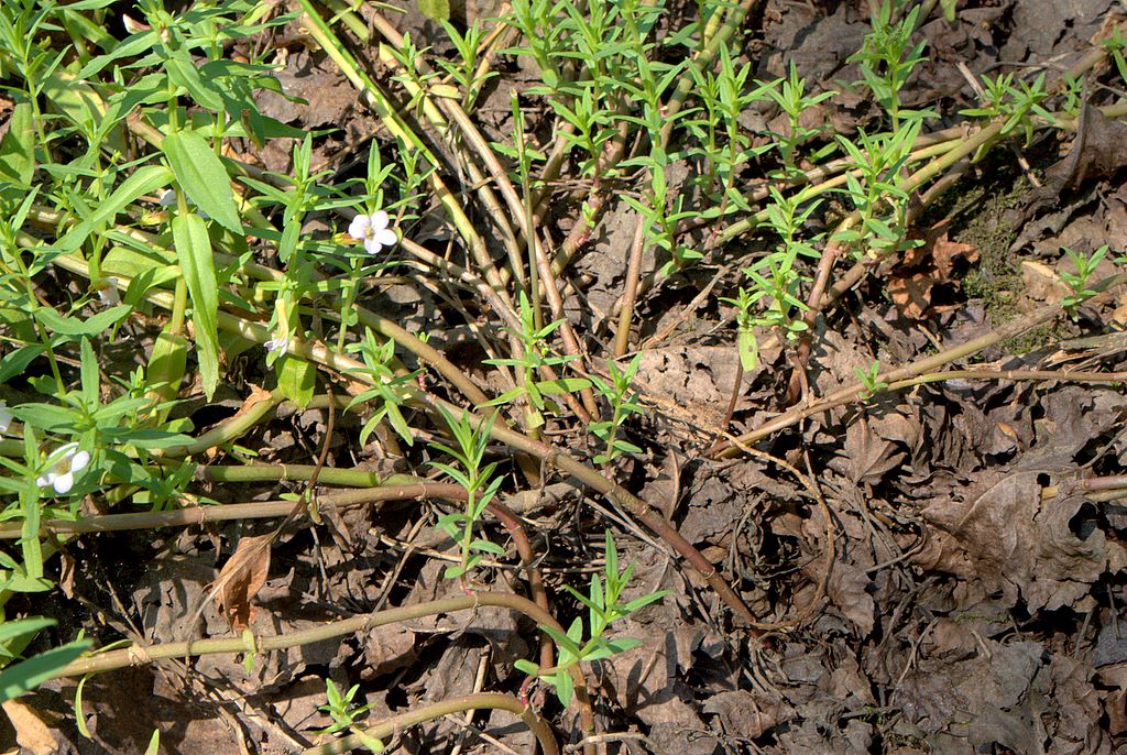 Gratiola officinalis / Gratiola, graziella