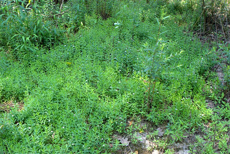 Gratiola officinalis / Gratiola, graziella