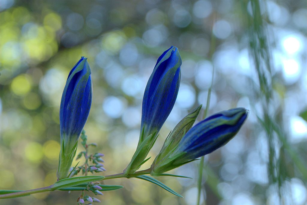 Gentiana pneumonanthe / Genziana palustre