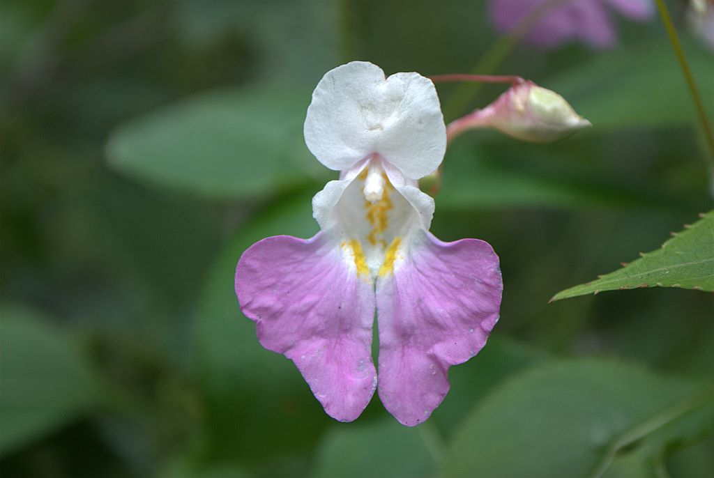Impatiens balfourii