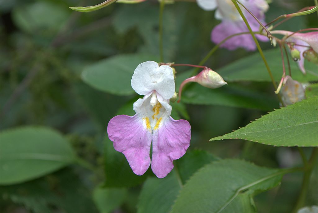 Impatiens balfourii