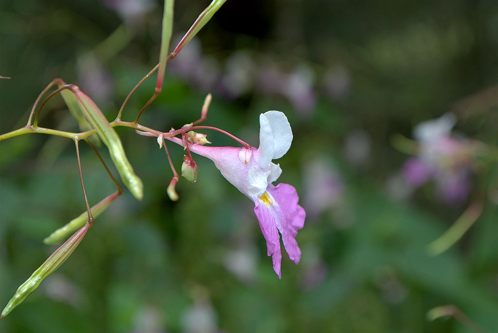 Impatiens balfourii