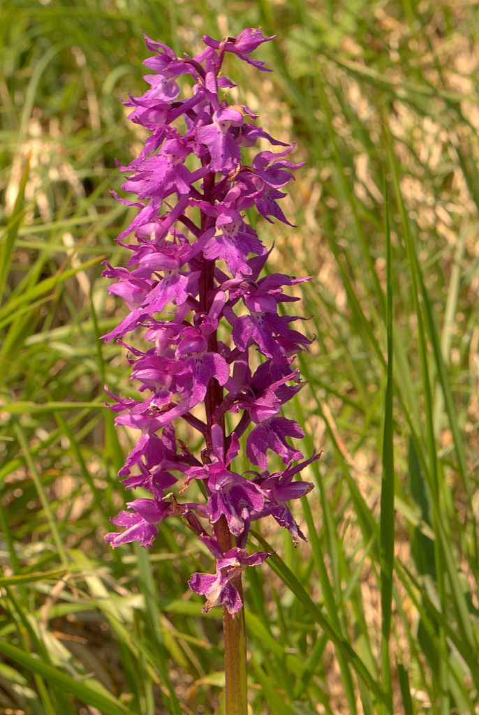 Orchis mascula?