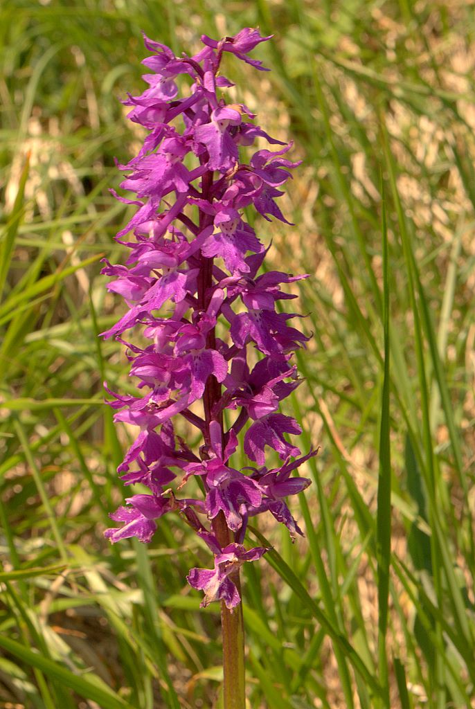 Orchis mascula?