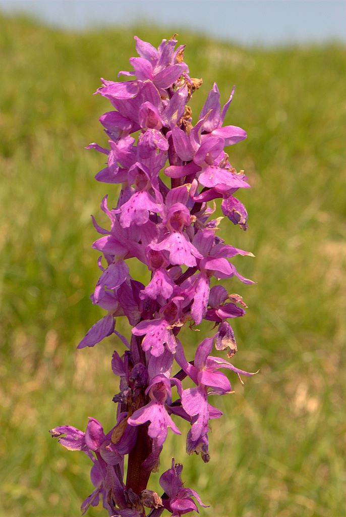 Orchis mascula?