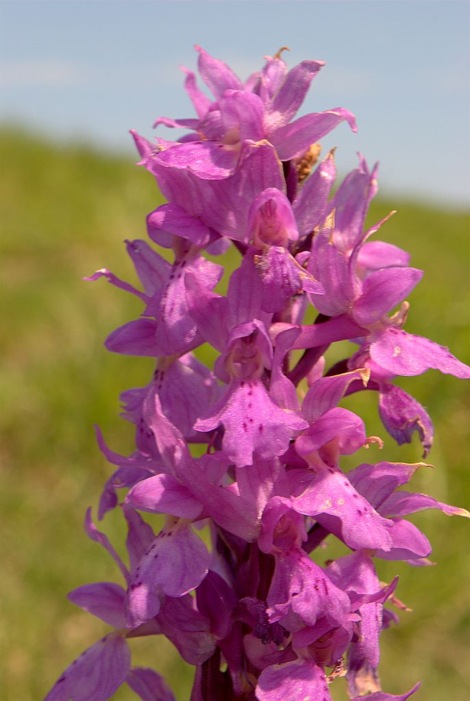 Orchis mascula?