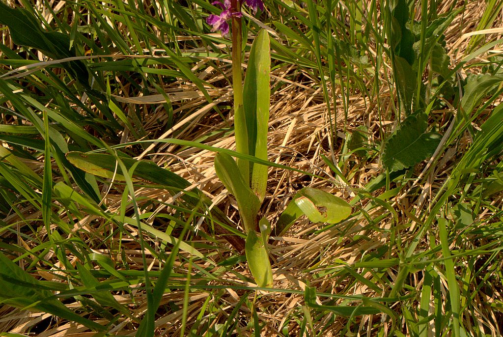 Orchis mascula?