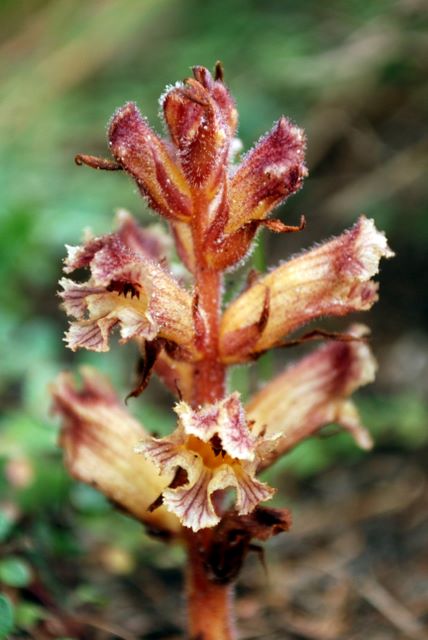Dubbio Orobanche