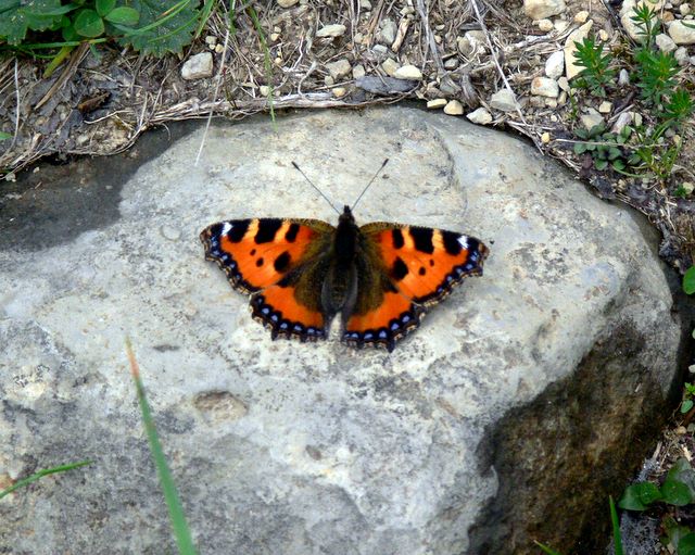 Un aiuto per farfalla