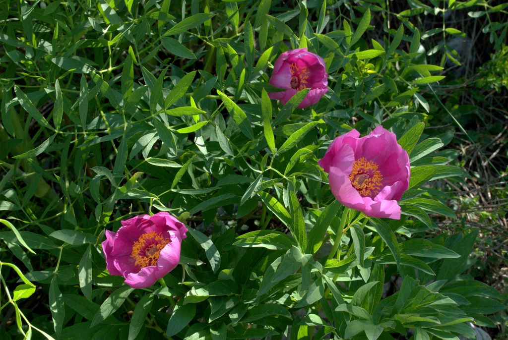 Paeonia officinalis