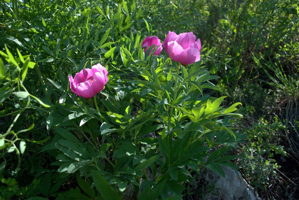 Paeonia officinalis