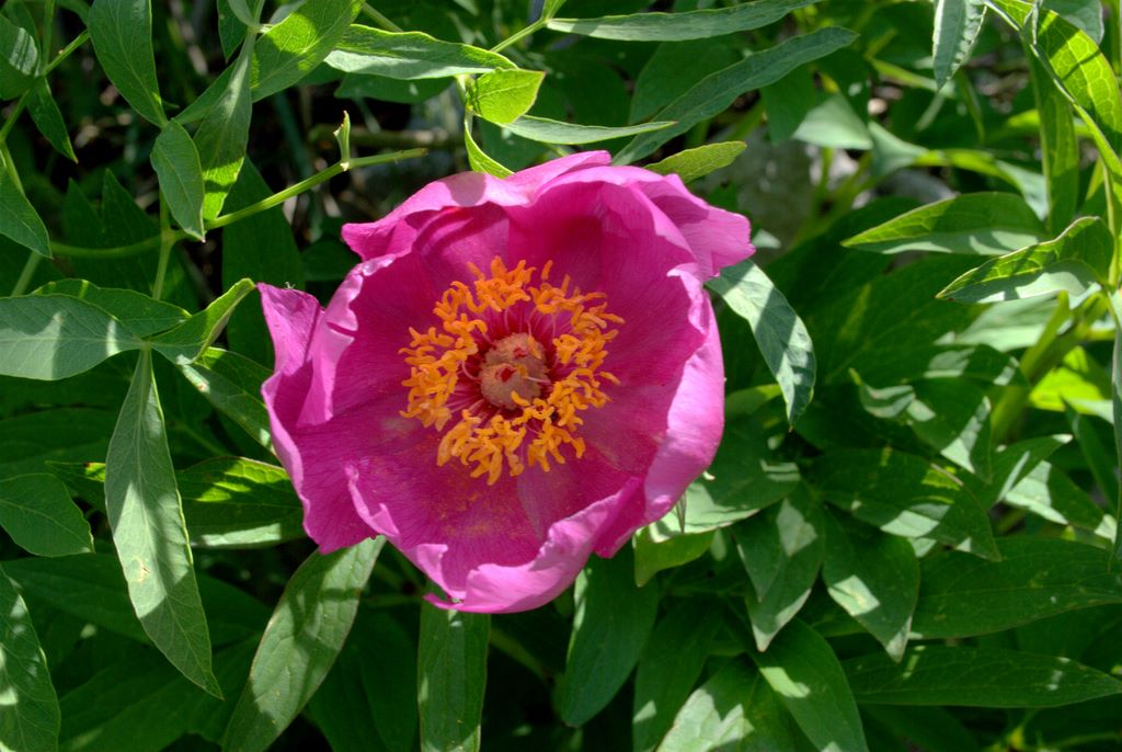 Paeonia officinalis