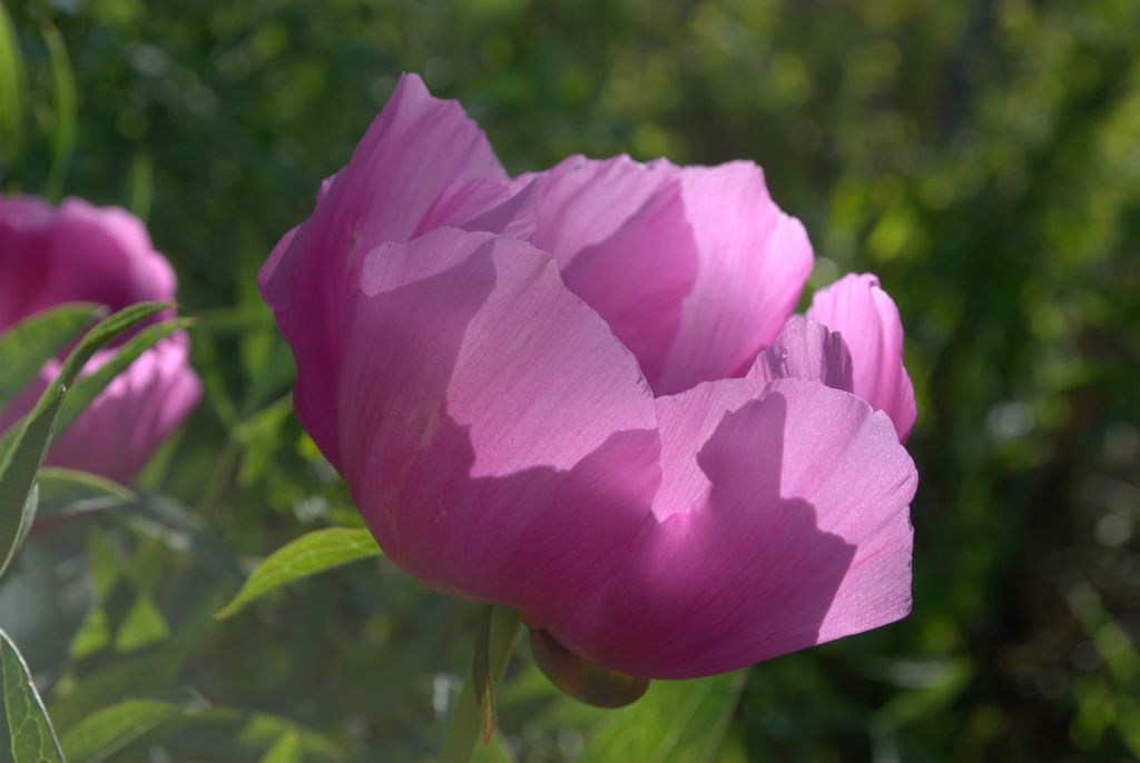 Paeonia officinalis