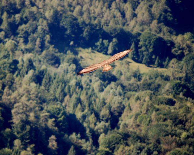 Falco pecchiaiolo?